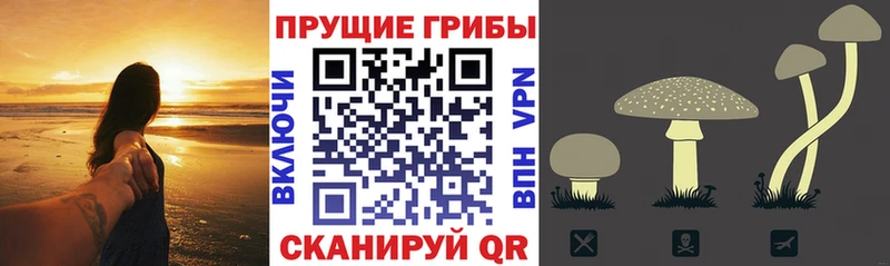что такое   Малмыж  kraken рабочий сайт  Псилоцибиновые грибы Psilocybine cubensis 